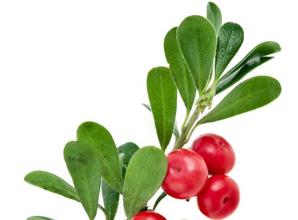 Clean Forte contém folhas de bearberry