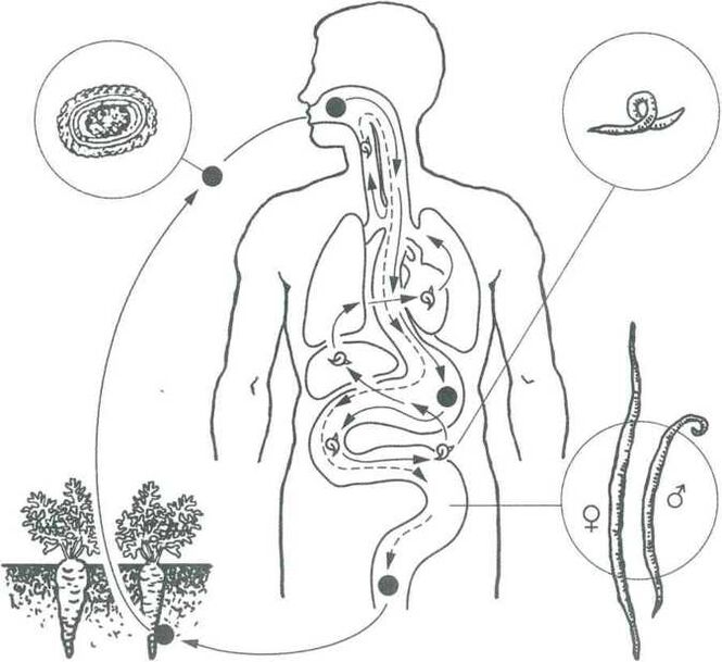 As principais formas de penetração de parasitas no corpo humano