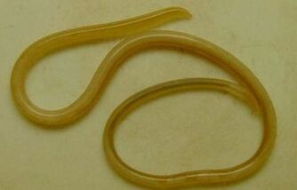 tipos de parasitas no corpo humano