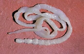 Parasitas