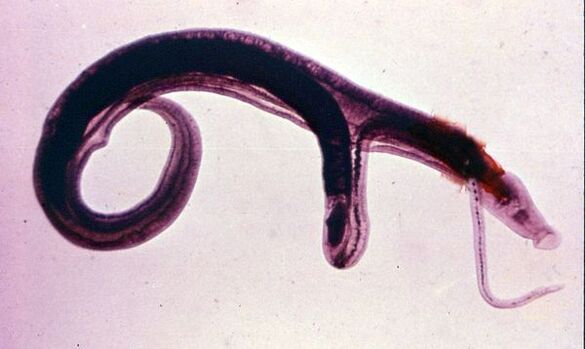 Os esquistossomos são um dos parasitas mais comuns e perigosos